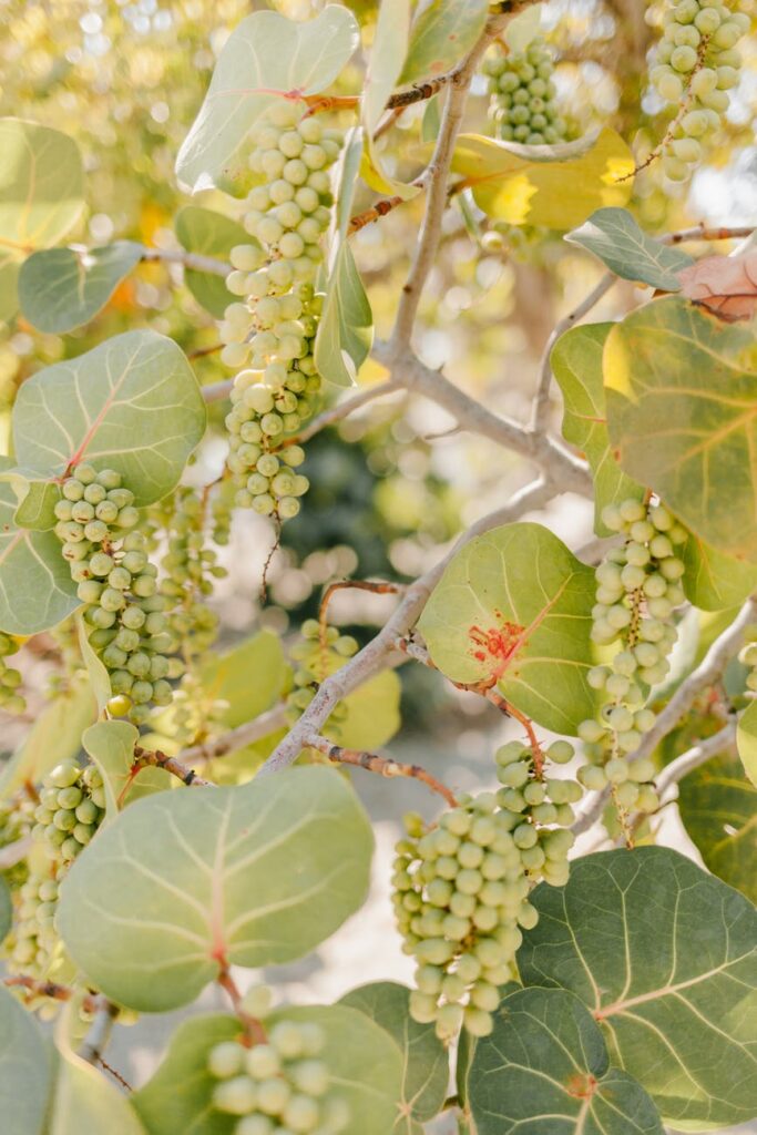 branches of green grape in wine farm