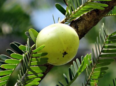 आंवला | Amla: Nutrients, Health benefits, side effects and other facts, given and explained on the basis of scientific proof.